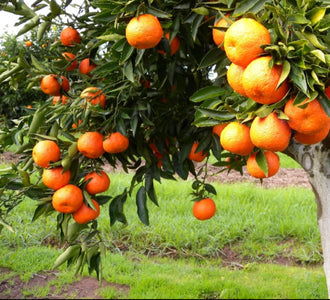 MANDARIN JAPANESE SEEDLESS 165MM