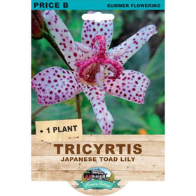 flower bulb packet