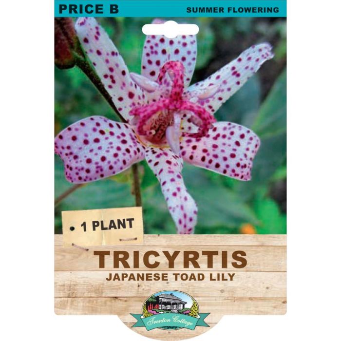 flower bulb packet