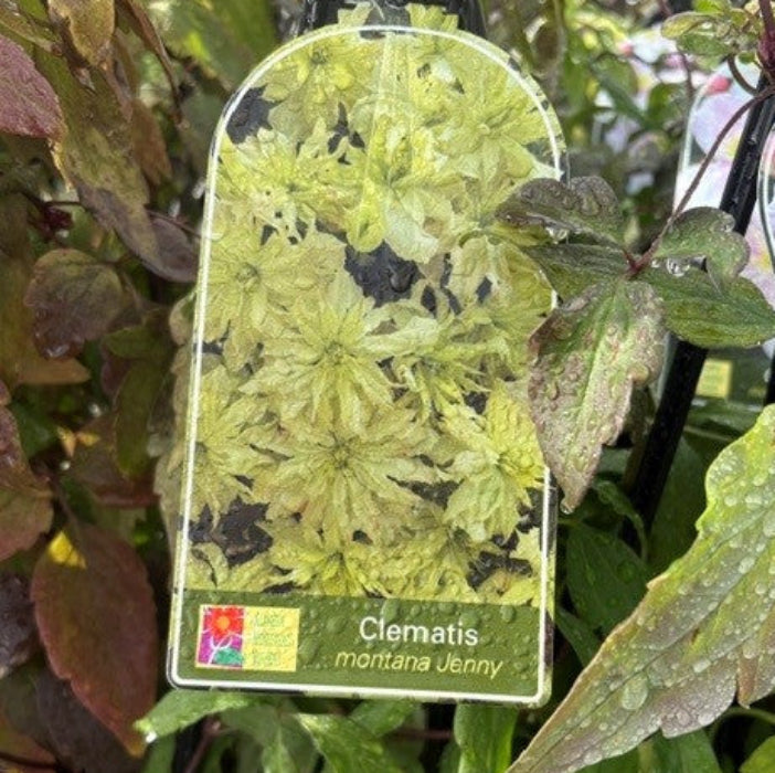 Clear plastic tag with green floral design and text on a plant background