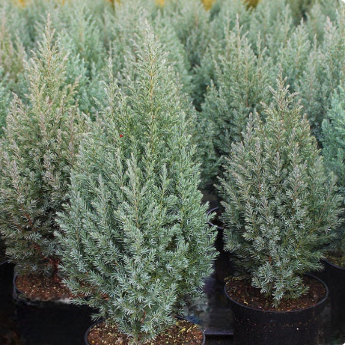 Row of potted coniferous plants in a nursery setting