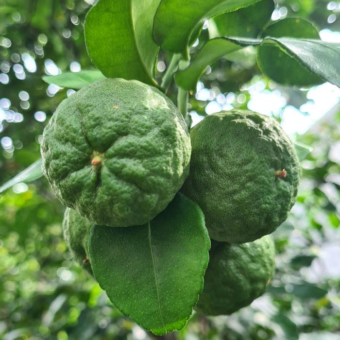 KAFFIR LIME