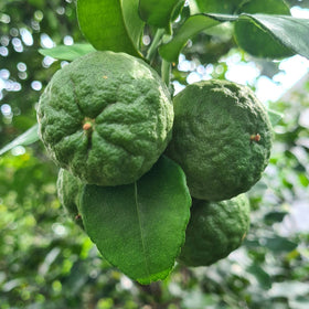kaffir limes on branch