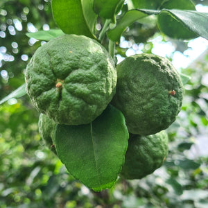 kaffir limes on branch