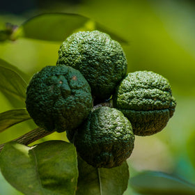 Green fruits on a branch with a blurred green background