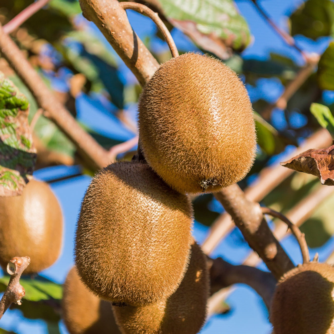 KIWI FRUIT FEMALE 2LT