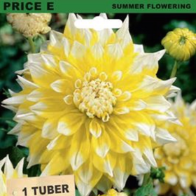 Seed packet for Dahlia Decorative 'Lemon Snow' tubers, featuring a large yellow and white dahlia flower on the front with text indicating summer flowering and 1 tuber.
