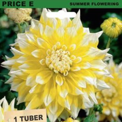 Seed packet for Dahlia Decorative 'Lemon Snow' tubers, featuring a large yellow and white dahlia flower on the front with text indicating summer flowering and 1 tuber.