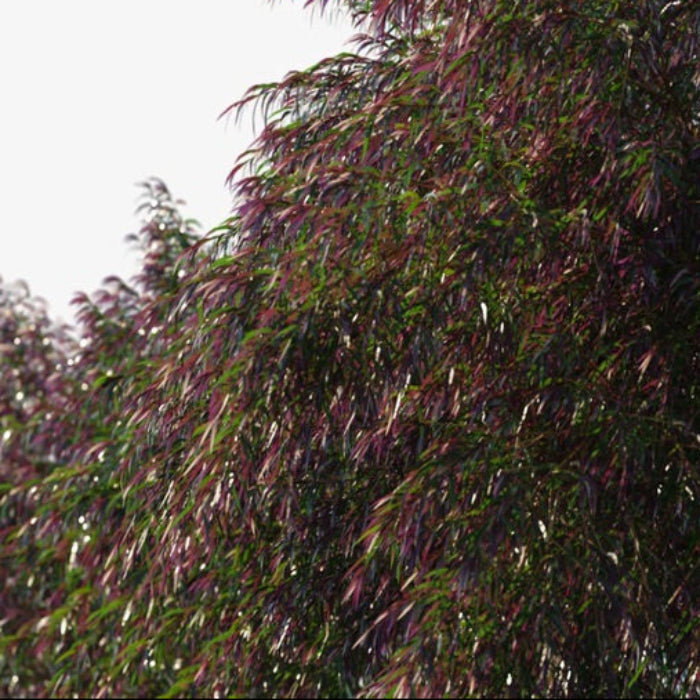 Tree with purple flowers against a cloudy sky