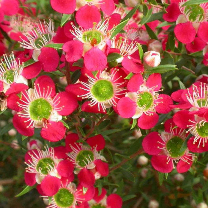 Close-up of pink flowers with green centers on a blurred background