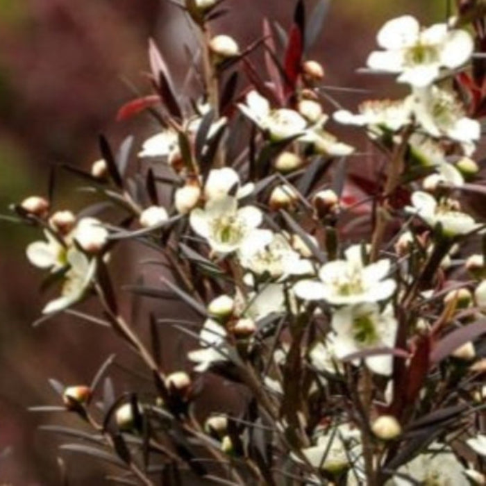 Close-up of a plant with white flowers and green leaves on a blurred natural background