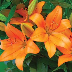 LILIUM HONESTY