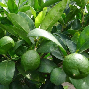 LIME TAHITIAN 165MM