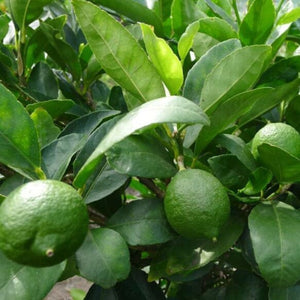 LIME TAHITIAN DWARF 150MM