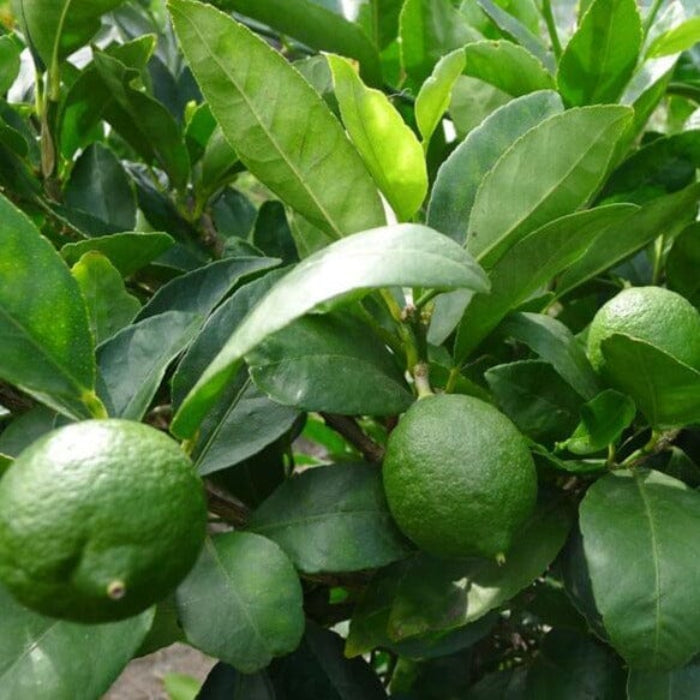 LIME TAHITIAN DWARF 150MM
