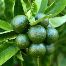 Green citrus fruits on a tree branch with leaves