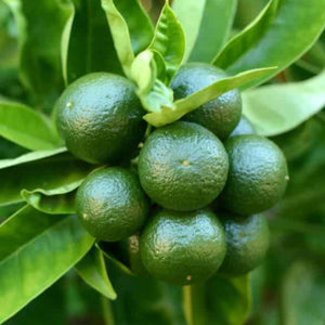 Green citrus fruits on a tree branch with leaves