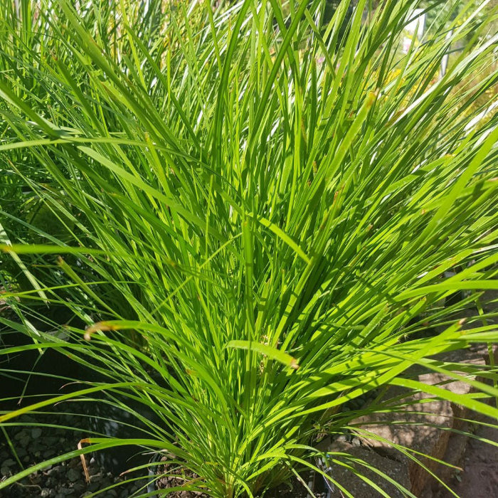 Close-up of a green plant with long leaves