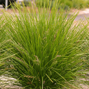 Close-up of a green grass plant with a blurred background