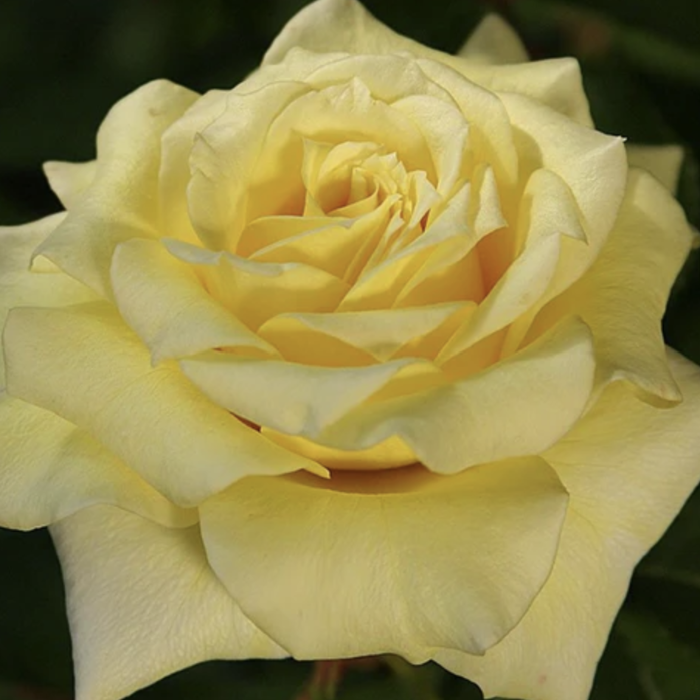 Close-up of a yellow rose with a dark background