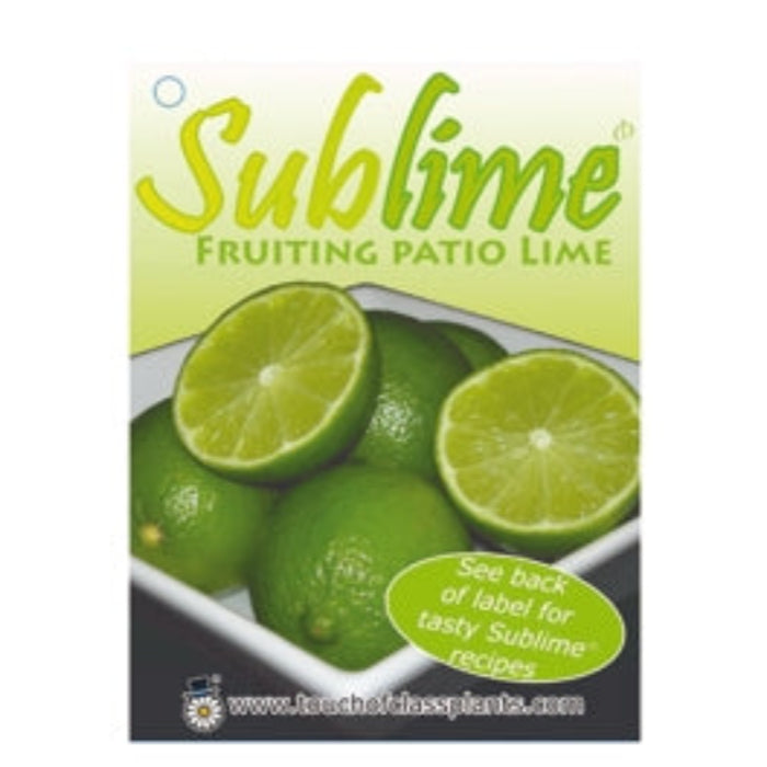 LIME SUBLIME 20CM