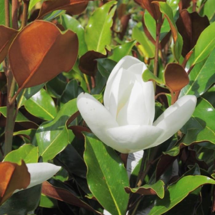 MAGNOLIA LITTLE GEM 200MM