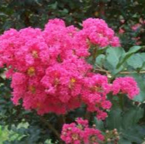 CREPE MYRTLE LITTLE AUDREY