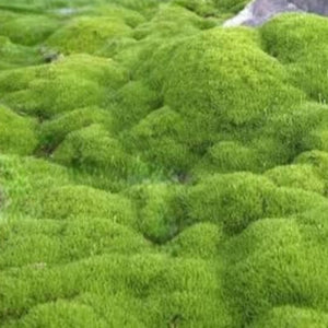 Moss-covered ground with a large rock in a natural setting