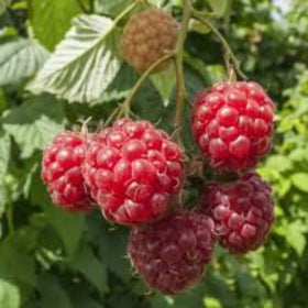 red berries on leaf background