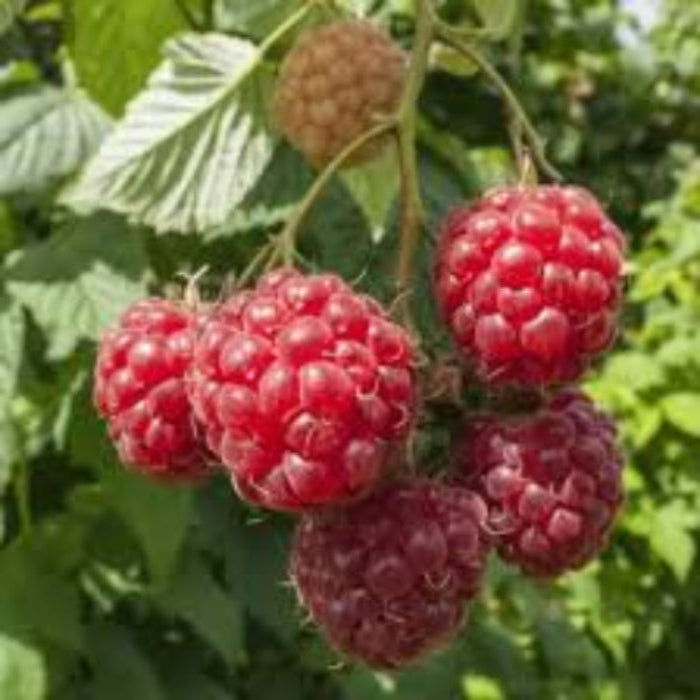 red berries on leaf background