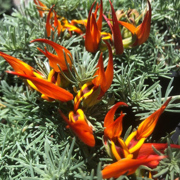 Close-up of bright orange and red flowers with green leaves
