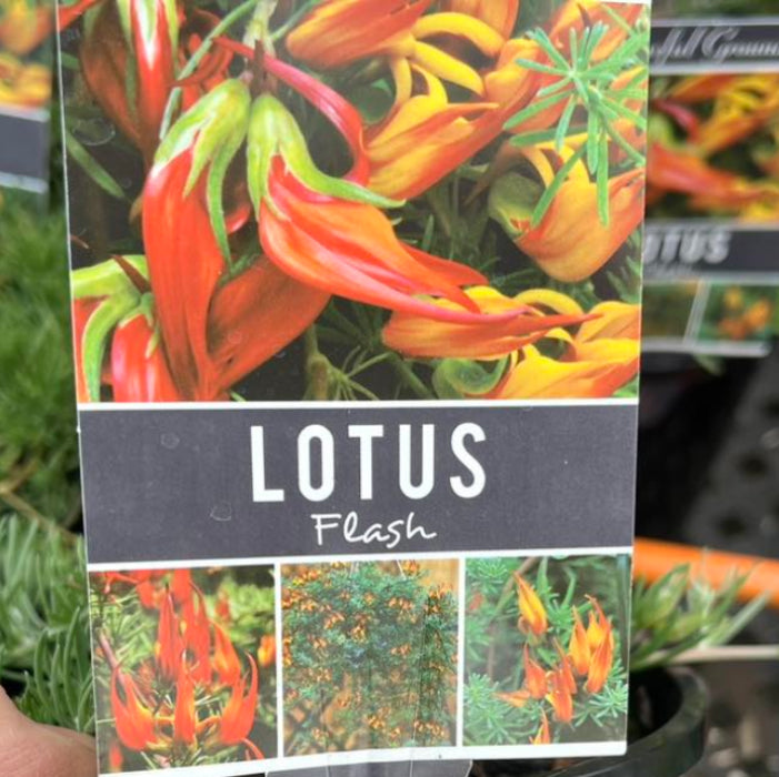 Packaging of Lotus Flash flowers with images and text on a store shelf.