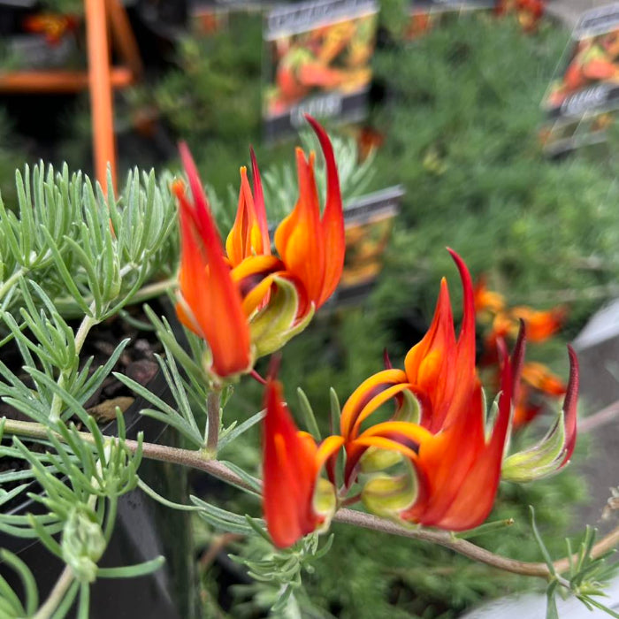 Close-up of orange and red flowers with green leaves in a garden setting.