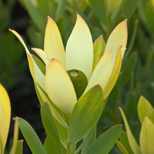 LEUCODENDRON LIME MAGIC