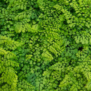 Close-up of a dense patch of green ferns