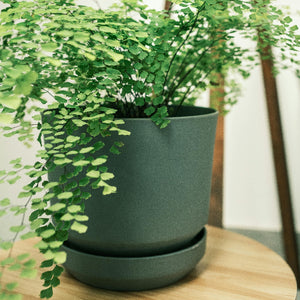 Potted plant on a wooden surface with a blurred background