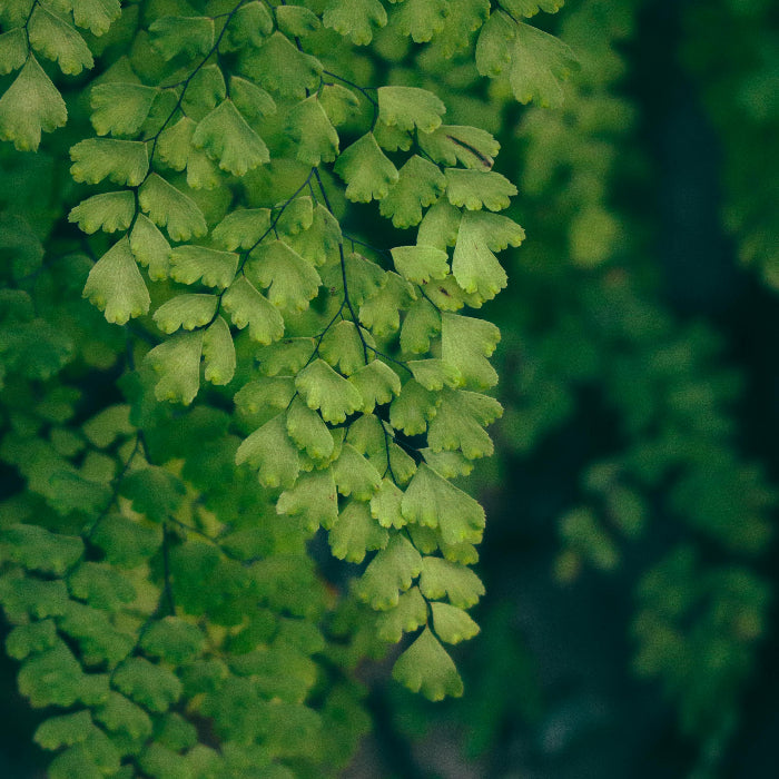 Close-up of a green fern leaf with a blurred background