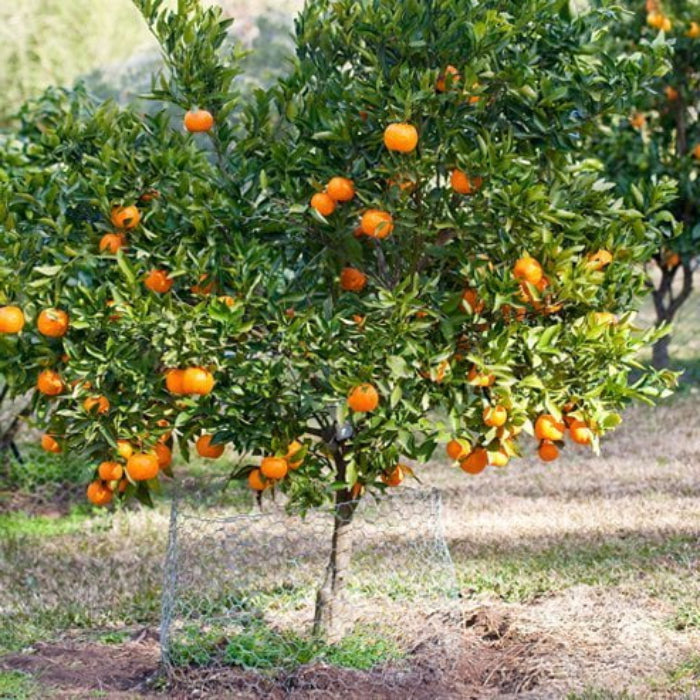Orange tree with成熟的oranges in an orchard setting