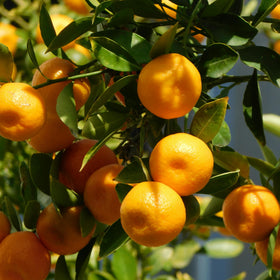 mandarins hanging from a tree with green leaves