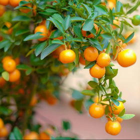Oranges growing on a tree with a blurred background