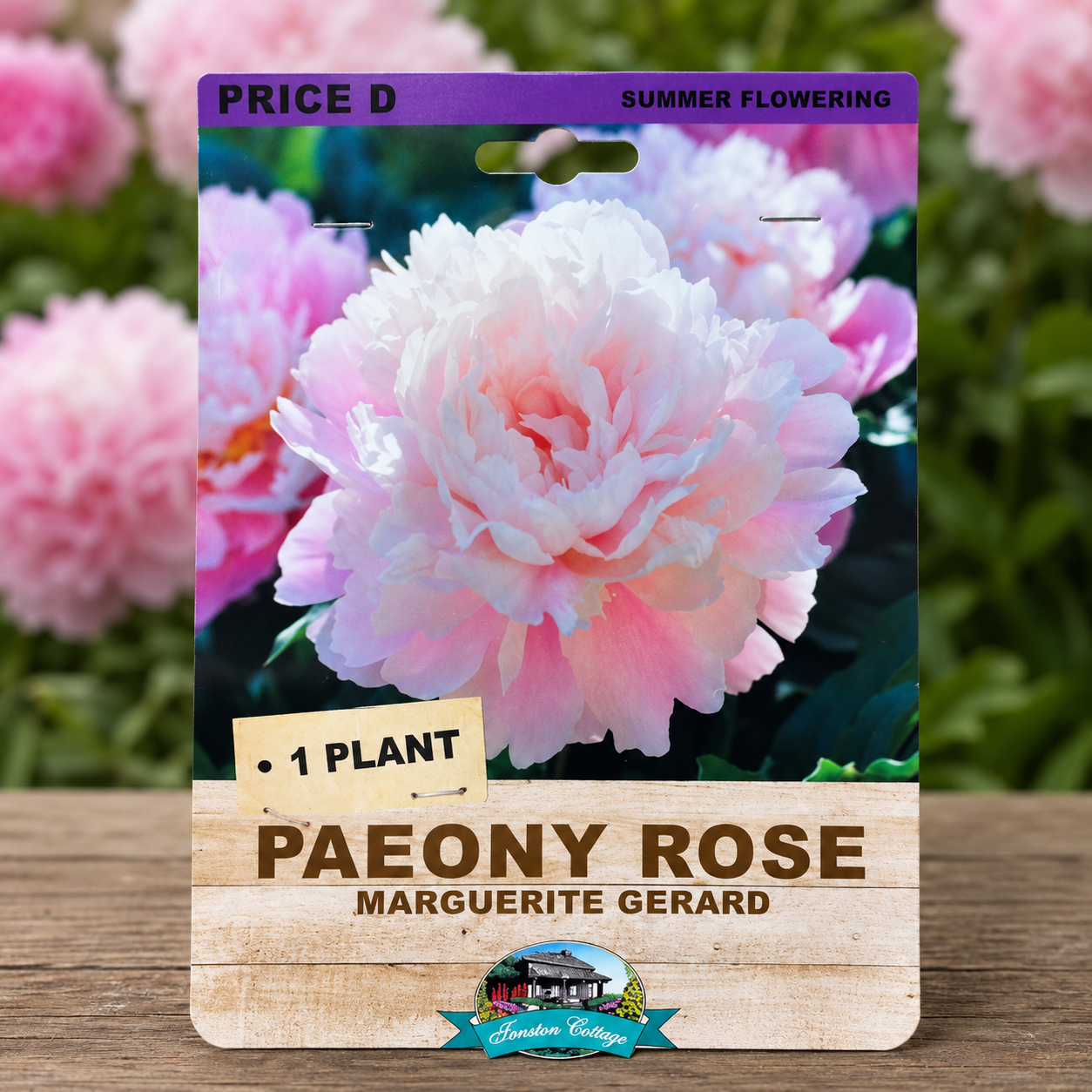 PAEONY MARGUERITE GERARD