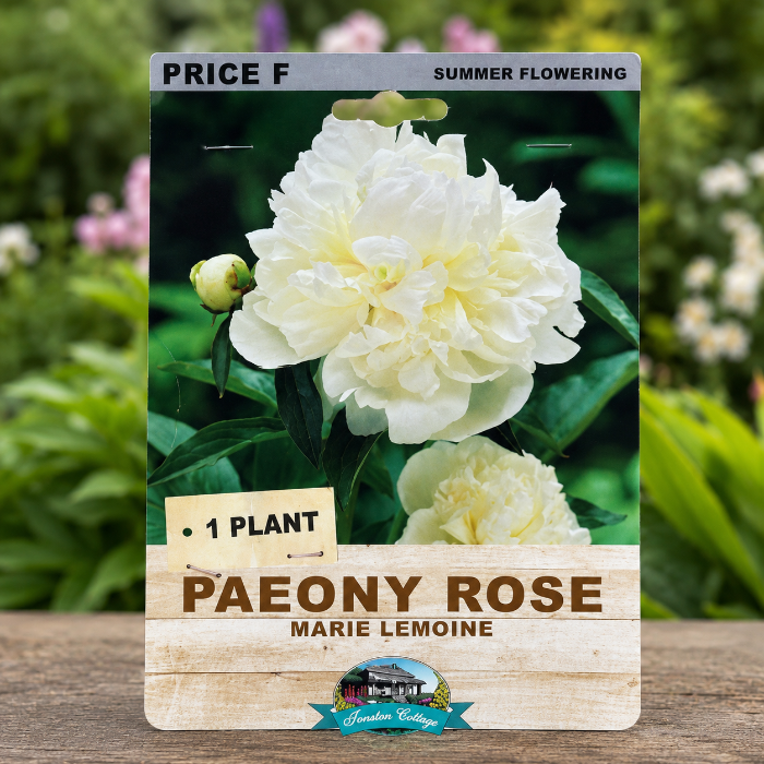 peaony rose packet 