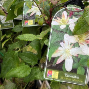 Clematis plant labels with images and names on a green leafy background