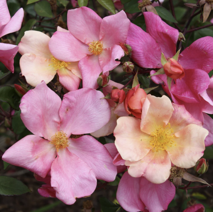 Close-up of pink and yellow flowers with green leaves