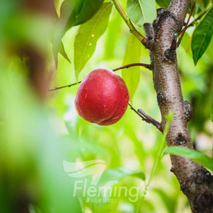 PRE ORDER - NECTARINE MAY GRAND - Bare Rooted