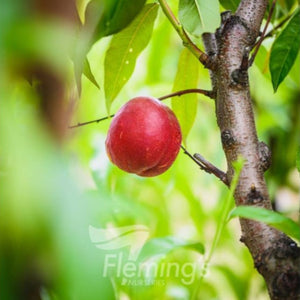 PRE ORDER - NECTARINE MAY GRAND - Bare Rooted