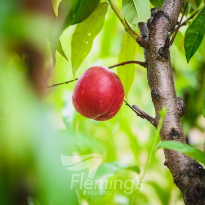 NECTARINE MAY GRAND - Bare Rooted