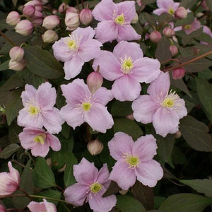 Pink flowers with green centers surrounded by dark green leaves
