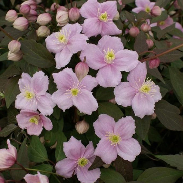 Pink flowers with green centers surrounded by dark green leaves