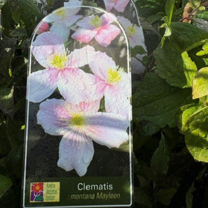 Clear plastic tag with pink and white flowers labeled 'Clematis montana Mayleen' against a green leafy background.